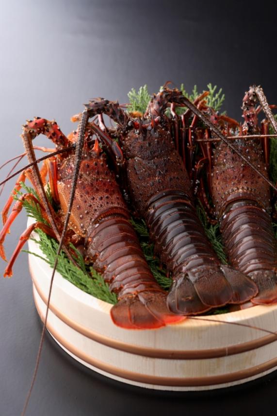 伊勢えび (Ise spiny lobster)