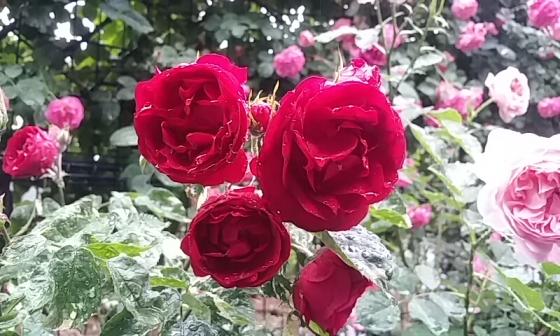 神宮ばら園 (Jingu Rose Garden)