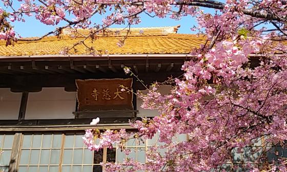 大慈寺のてんれい桜【河津桜】(Cherry blossom at Daijiji Temple)