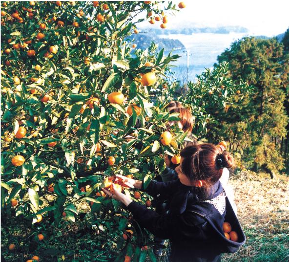 みかん狩り (Mandarin Orange Picking)