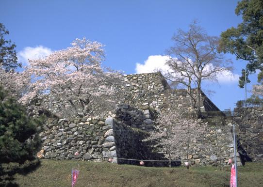 田丸城跡の桜#1 (Cherry blossom at ruin of Tamaru castle#1)