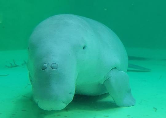 鳥羽水族館#6（Toba Aquarium#6）