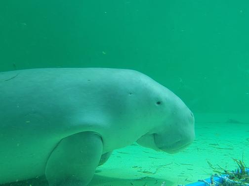 鳥羽水族館#7（Toba Aquarium#7）