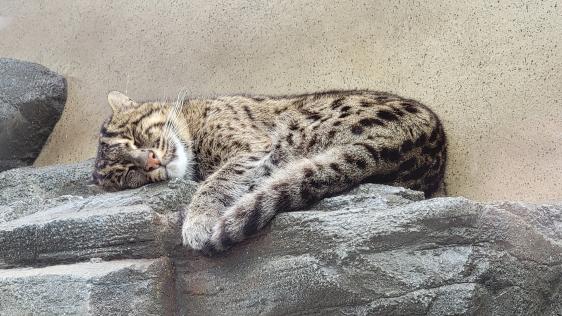 鳥羽水族館#8（Toba Aquarium#8）