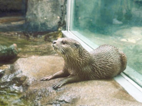 鳥羽水族館#10（Toba Aquarium#10）