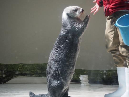 鳥羽水族館#11（Toba Aquarium#11）