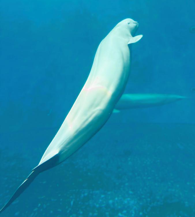 鳥羽水族館#14（Toba Aquarium#14）