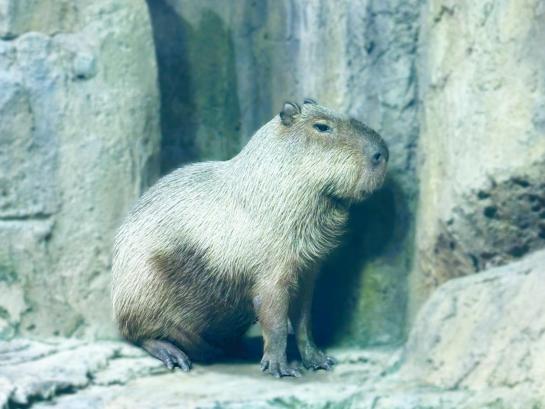 鳥羽水族館#15（Toba Aquarium#15）