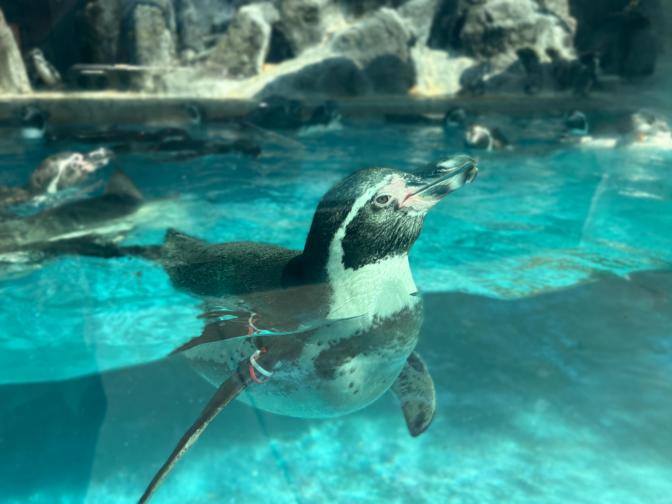 鳥羽水族館#16（Toba Aquarium#16）