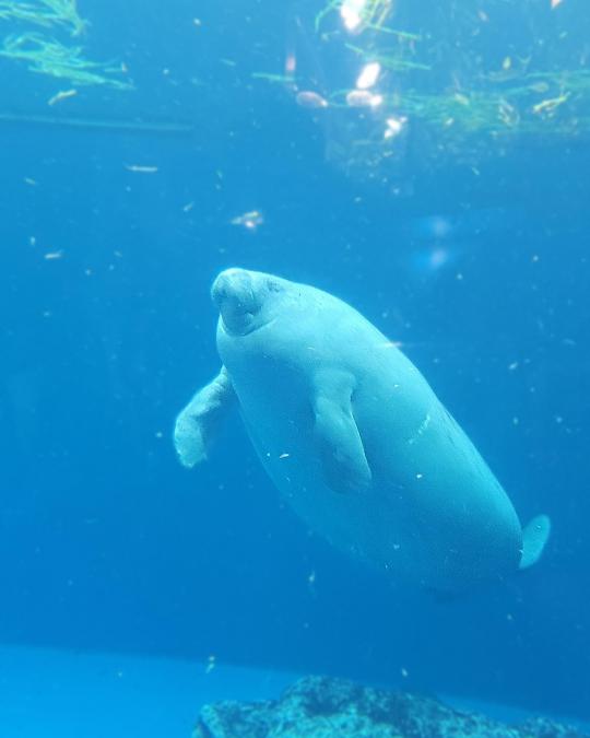 鳥羽水族館#17（Toba Aquarium#17）