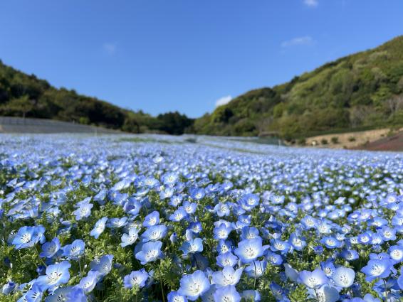 志摩市観光農園　ネモフィラ#2