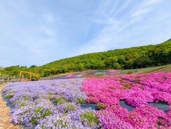 志摩市観光農園　芝桜#3