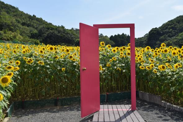 志摩市観光農園　ひまわり#2