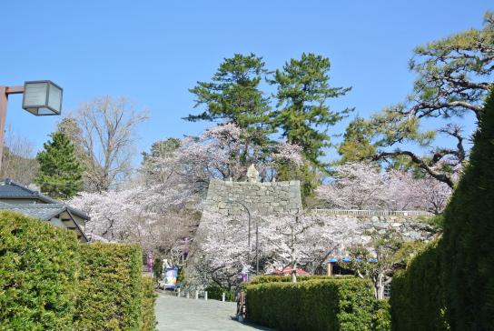 松坂城跡（松阪公園）の桜 (Cherry blossom at ruin of Matsusaka Castle)