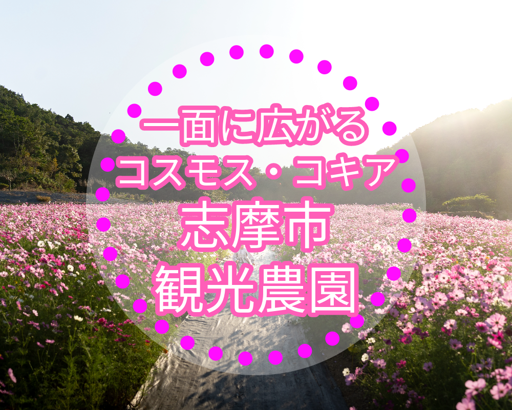 志摩市観光農園のコスモス