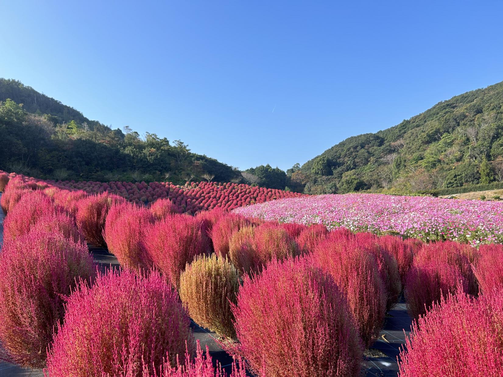 コキアの紅葉とのコラボレーション！-1