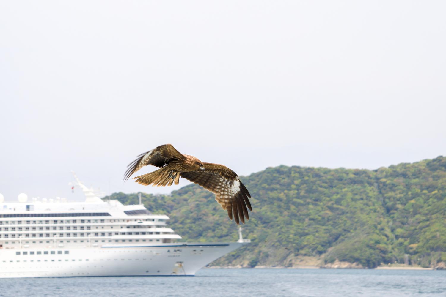 定期船プチクルージングの良さ その４「海で出会う鳥が妙にカッコ良い」-3