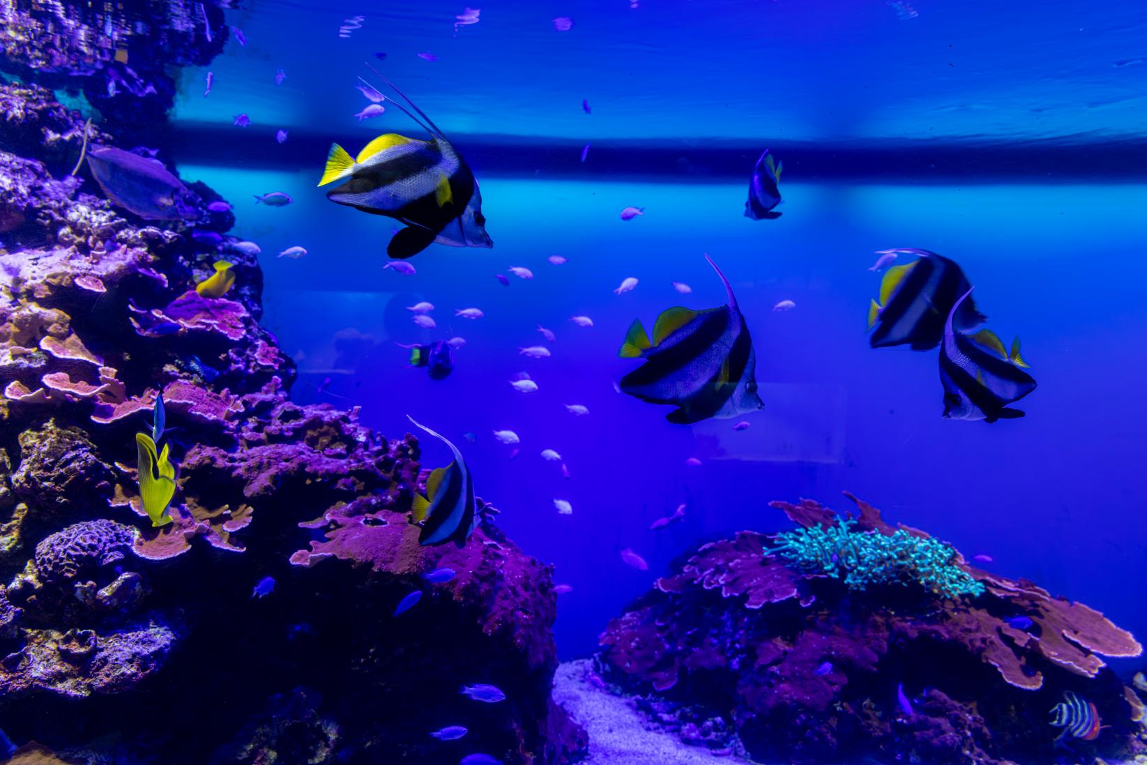 鳥羽水族館とは-2