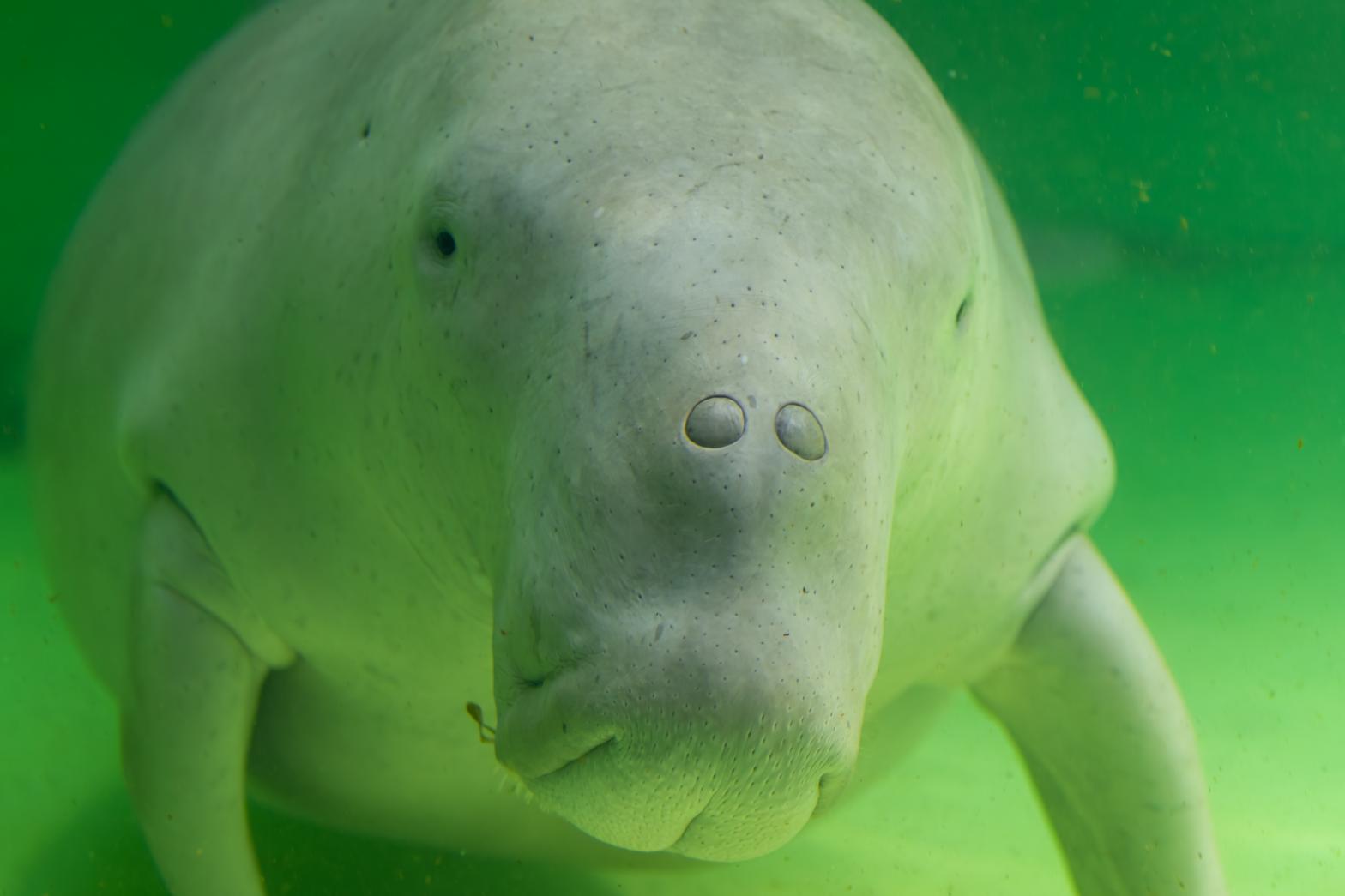 鳥羽水族館といえばココ！ジュゴンの泳ぐ「人魚の海」-0