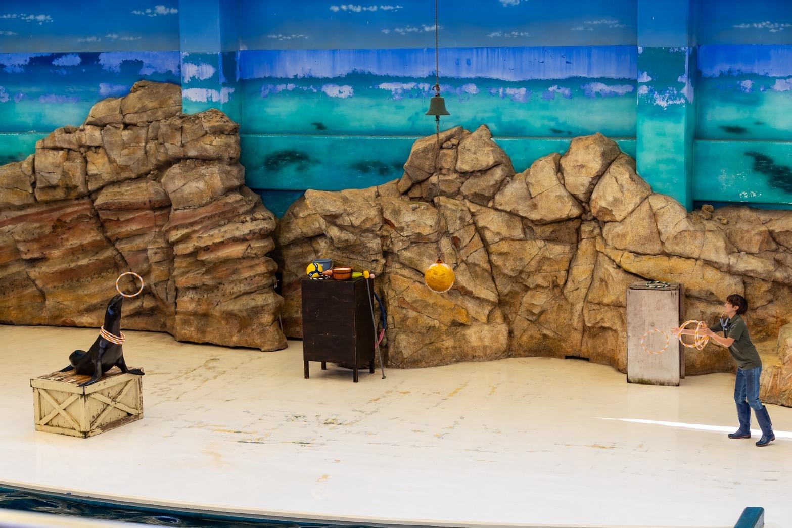 見逃せない！生きものたちのショーの時間-0