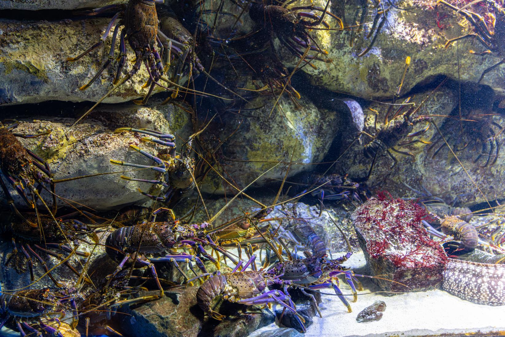 デートに人気！大人の来館者が8割の理由-2