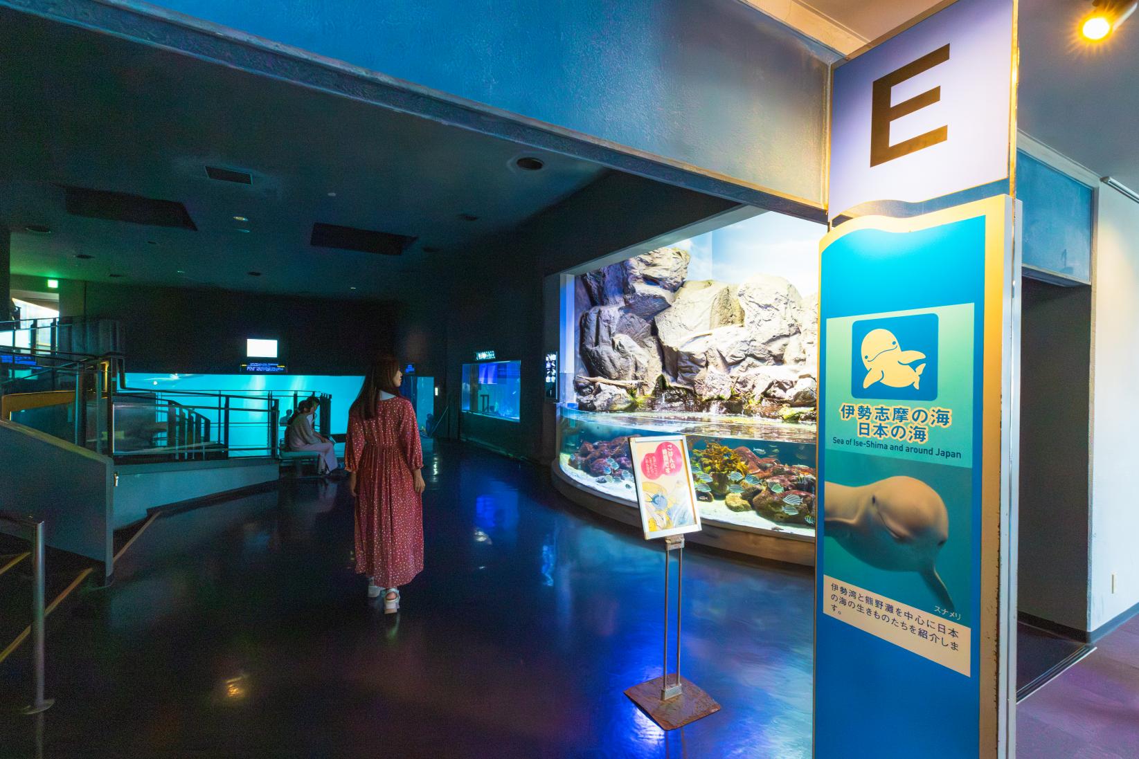 冬は海を泳ぐ野生の姿も⁉大きな水槽を回遊するスナメリたち-1