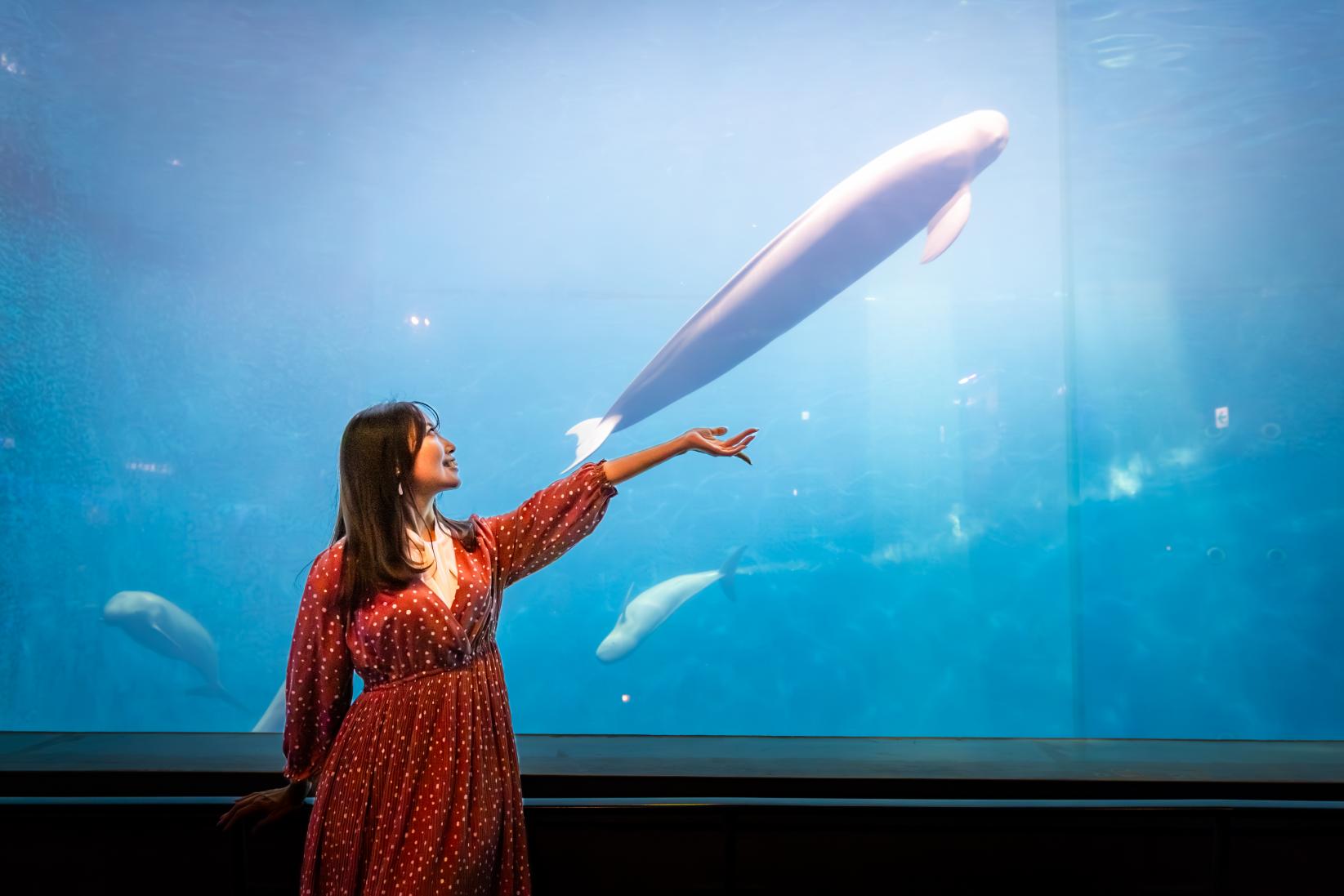 冬は海を泳ぐ野生の姿も⁉大きな水槽を回遊するスナメリたち-0
