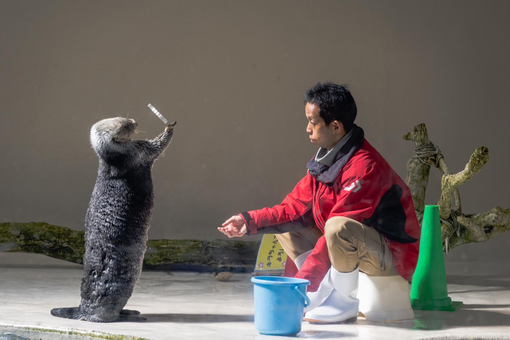 SNSでも話題！日本で唯一飼育される「ラッコ」-0