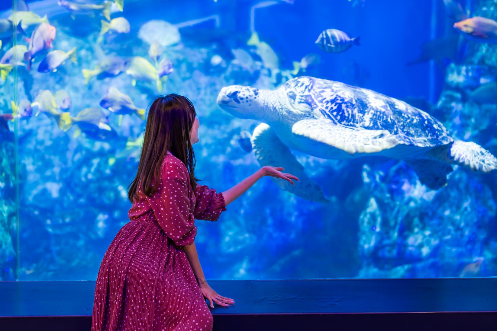 伊勢志摩デートには鳥羽水族館が外せない！-0