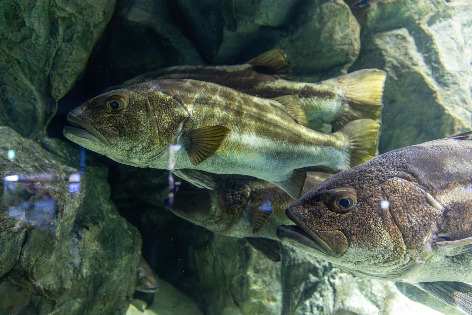 伊勢志摩デートには鳥羽水族館が外せない！-1