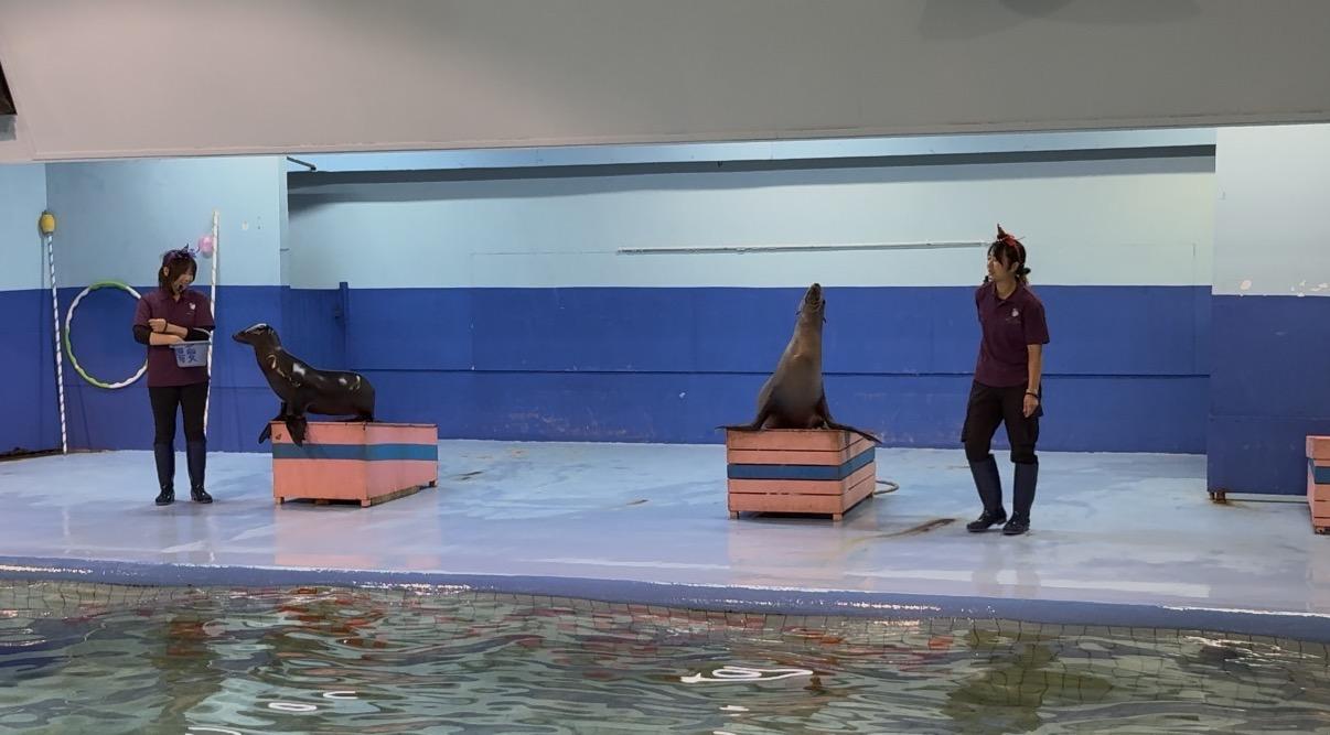 ②アシカお食事タイム-1