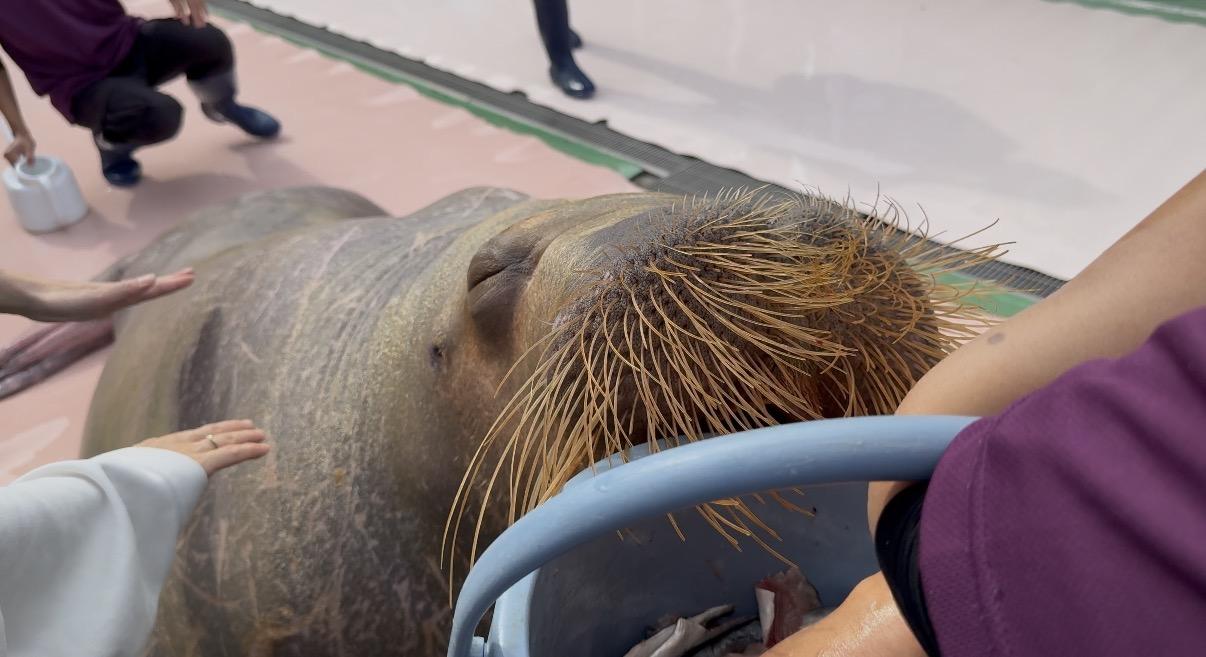③セイウチお食事タイム-0