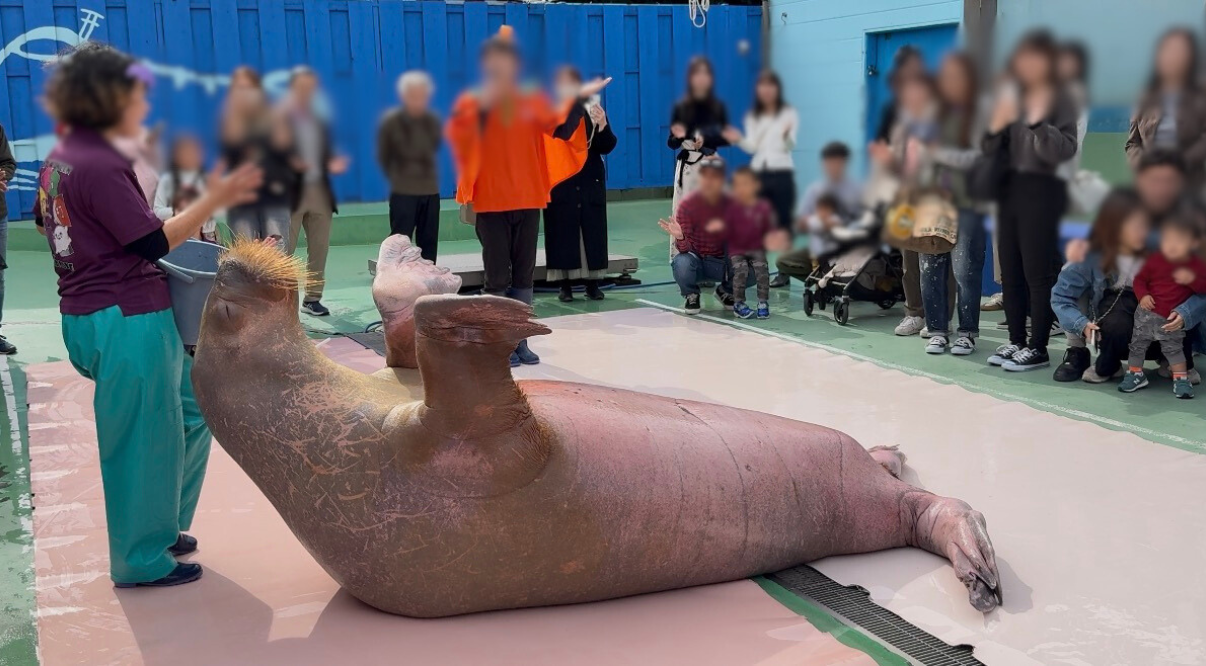 ③セイウチお食事タイム-1