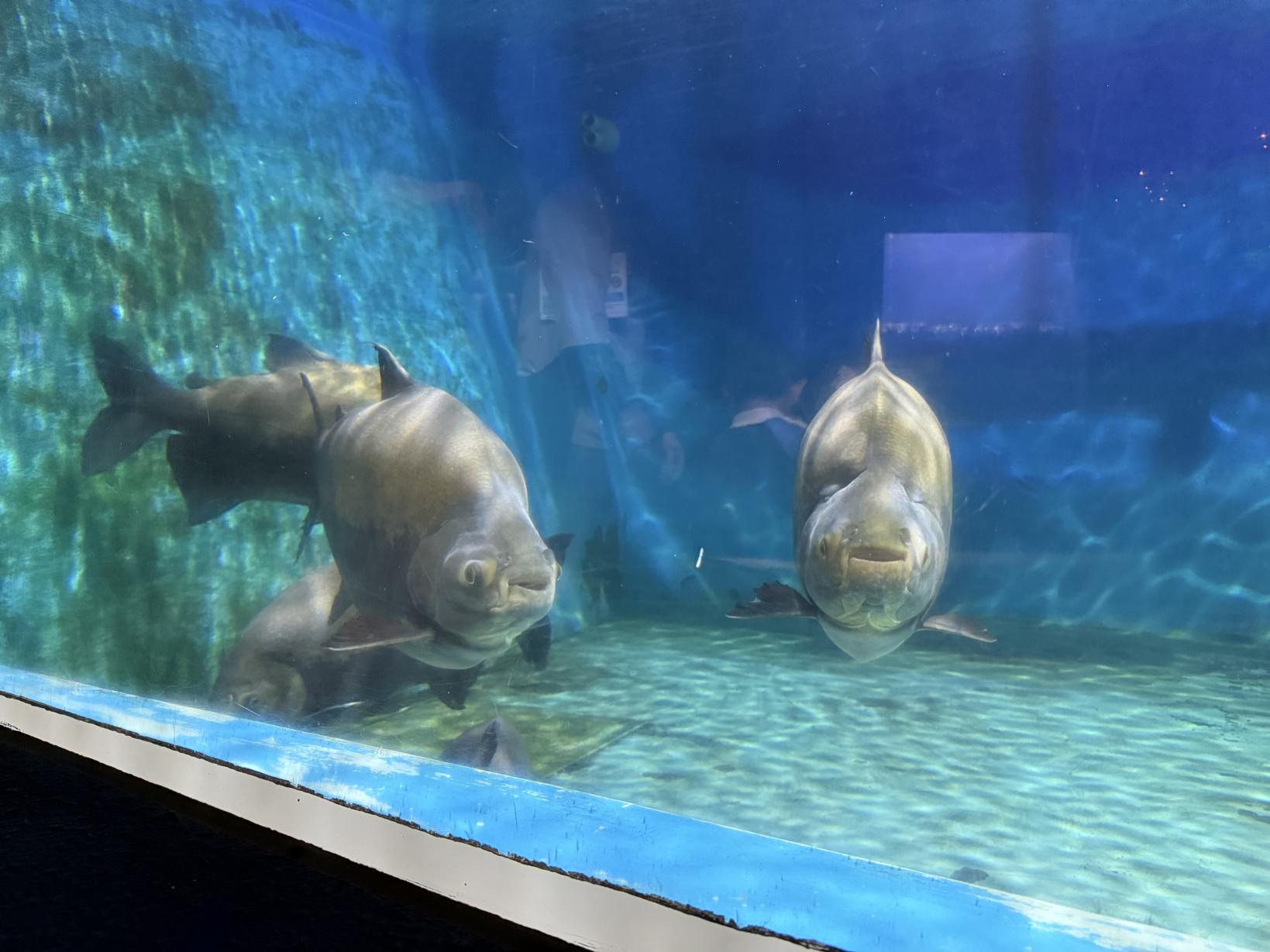 まとめ：「見る」より「感じる」！成長を実感できる水族館-2