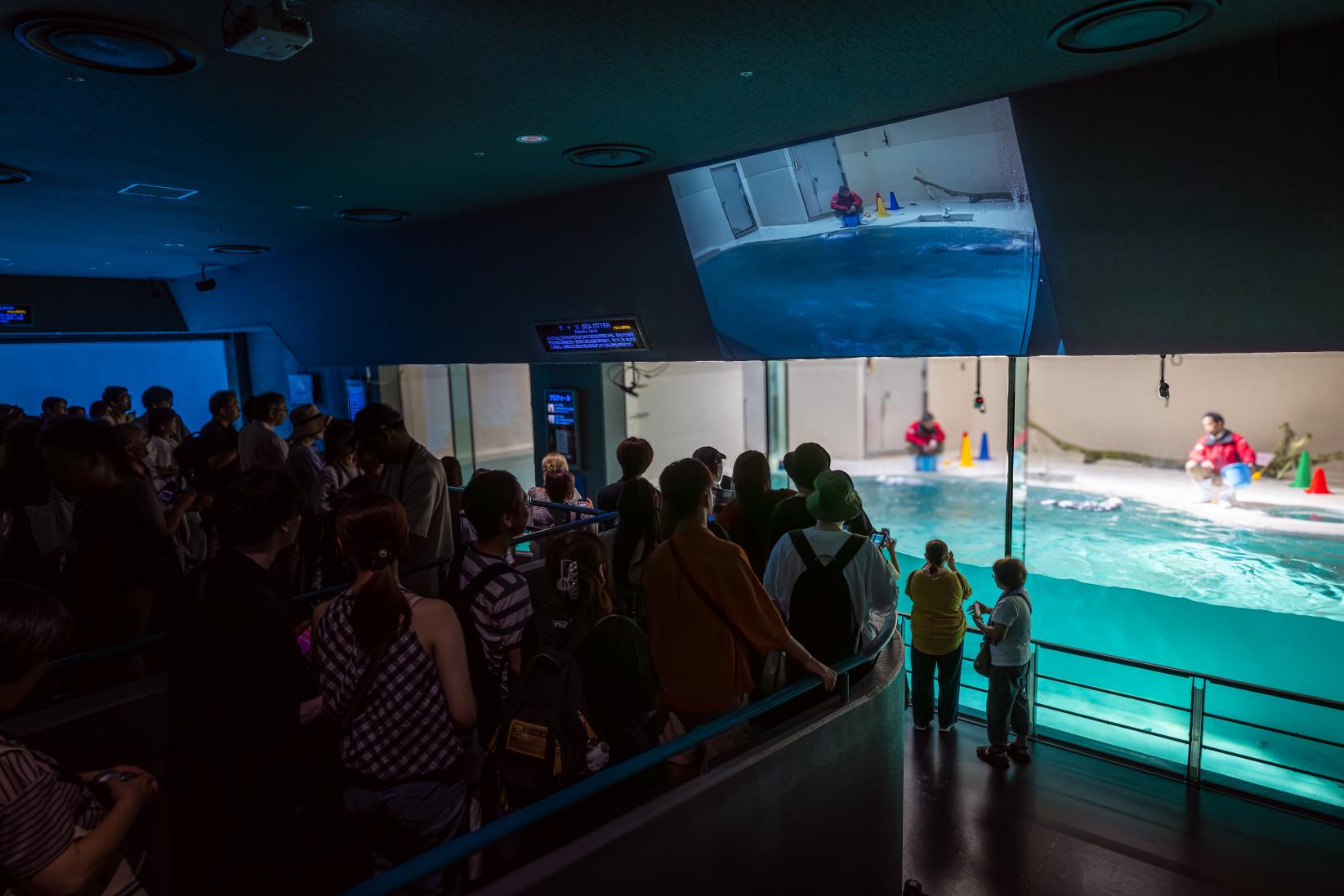 鳥羽水族館のメイちゃんとキラちゃん-0