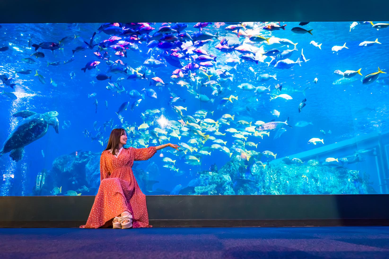 ラッコだけじゃない！鳥羽水族館の楽しみ方-0