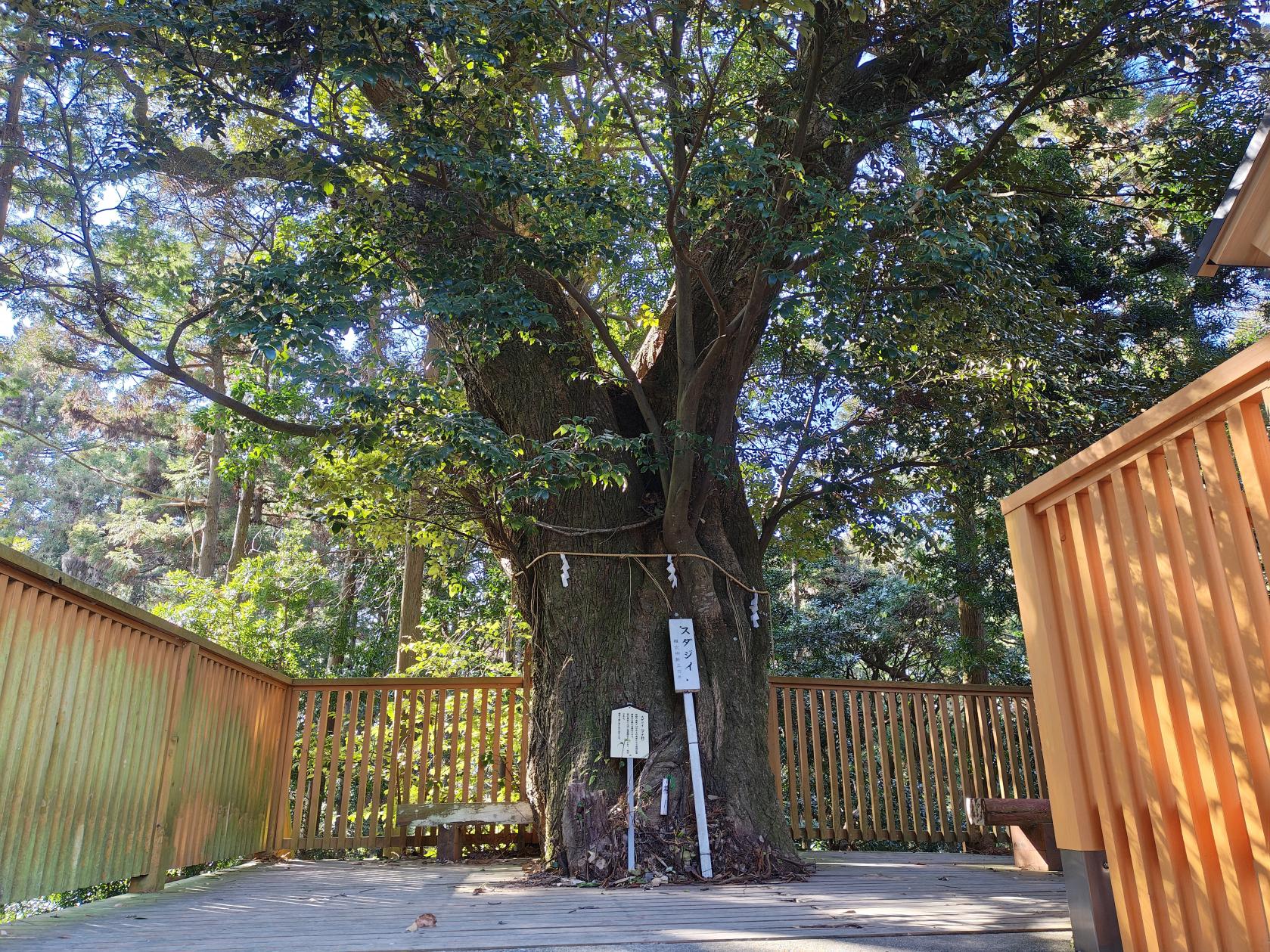 推定樹齢３００年の椎の木-0