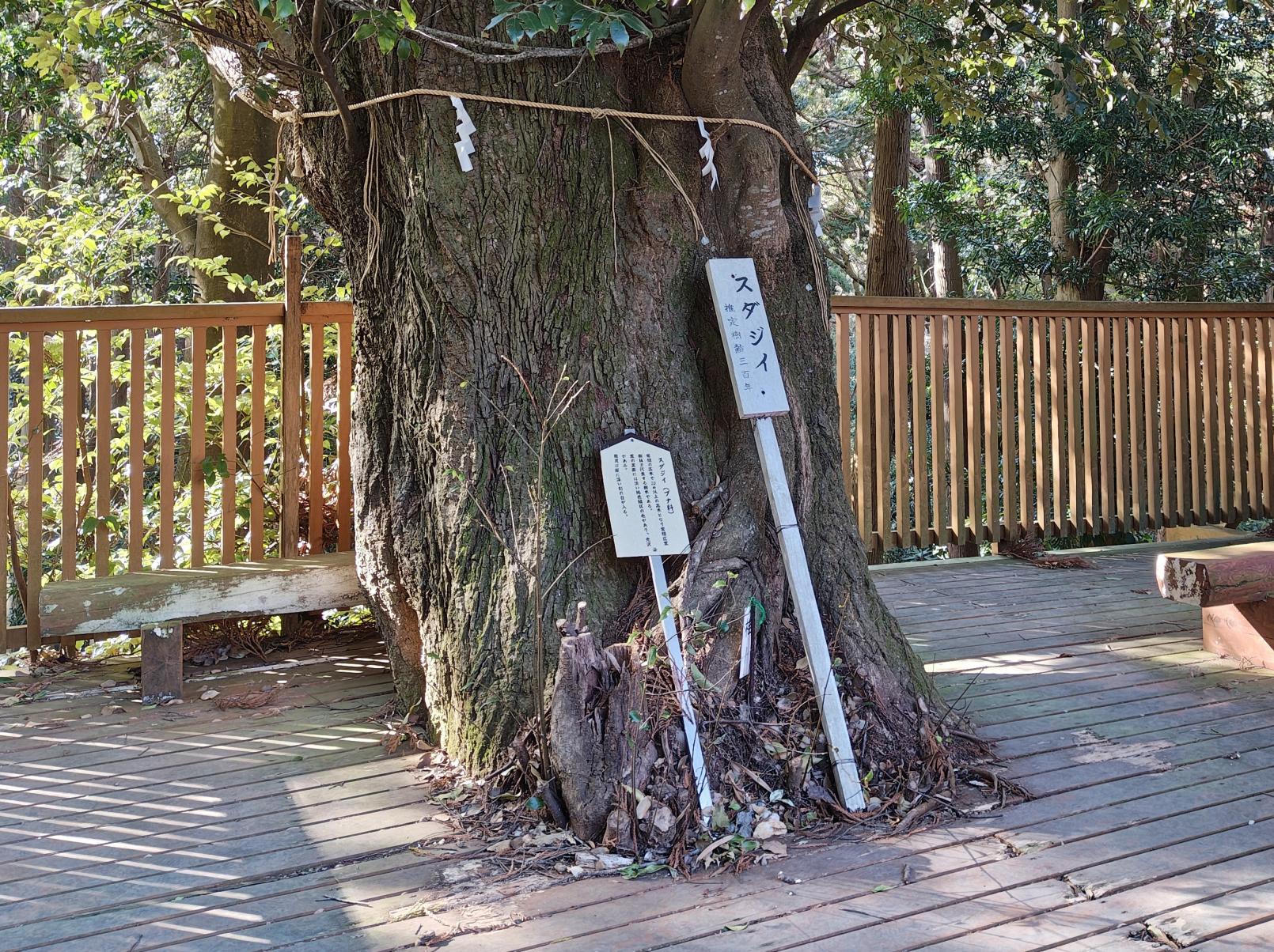 推定樹齢３００年の椎の木-1