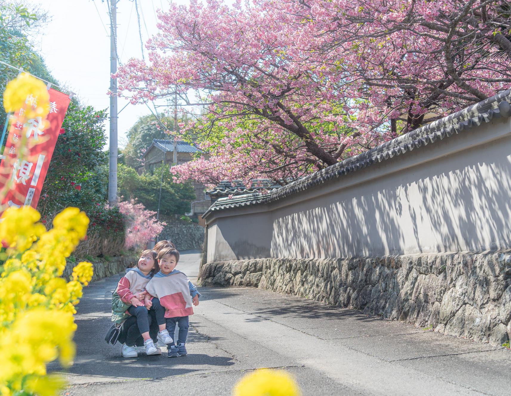 今年の春は、河津桜の名所で華やかな伊勢志摩の景色を満喫しよう！-0