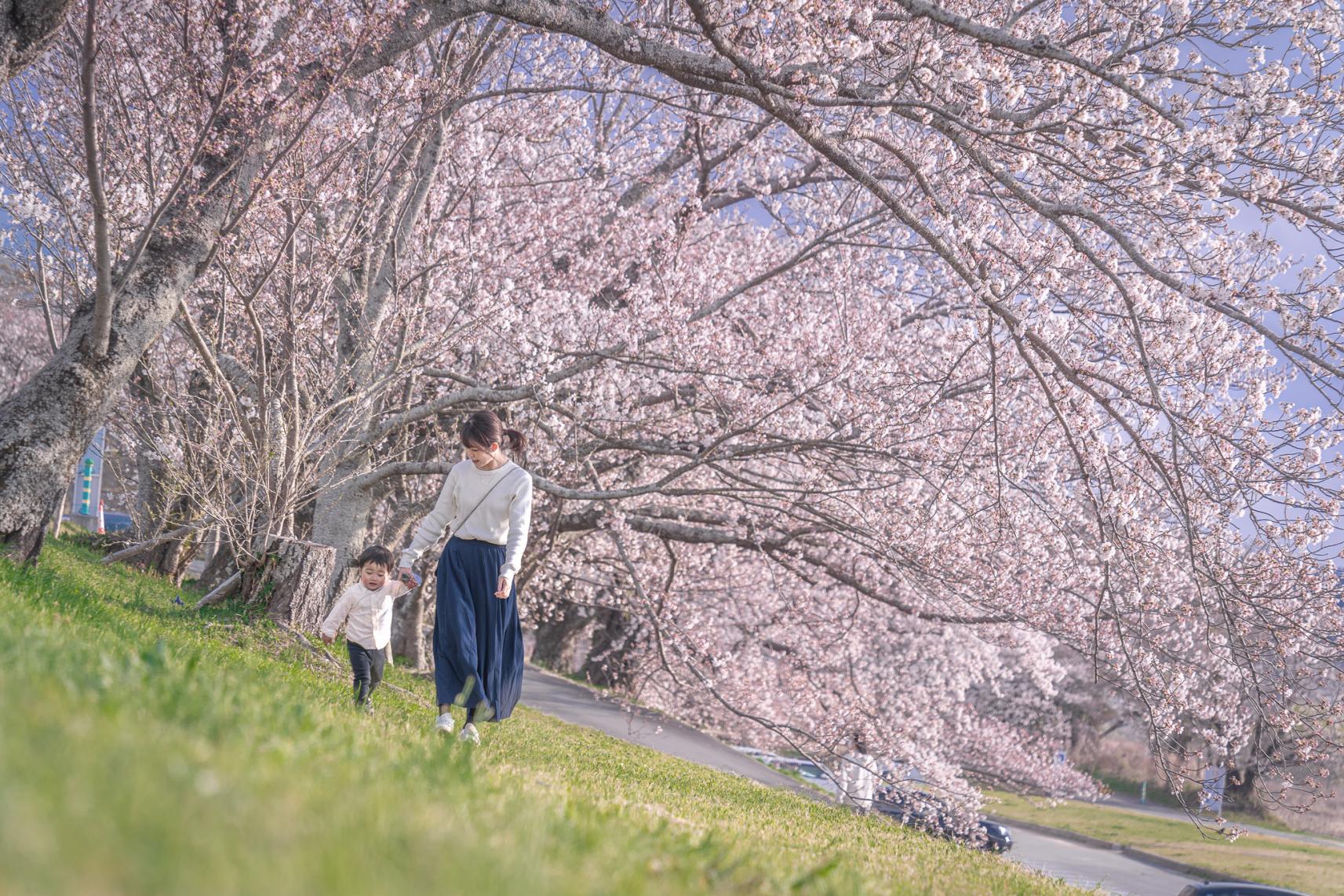 宮川堤の桜-0