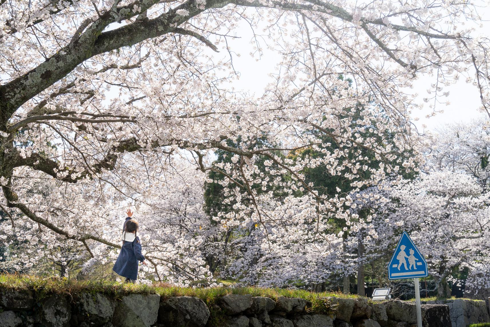 田丸城の桜-0