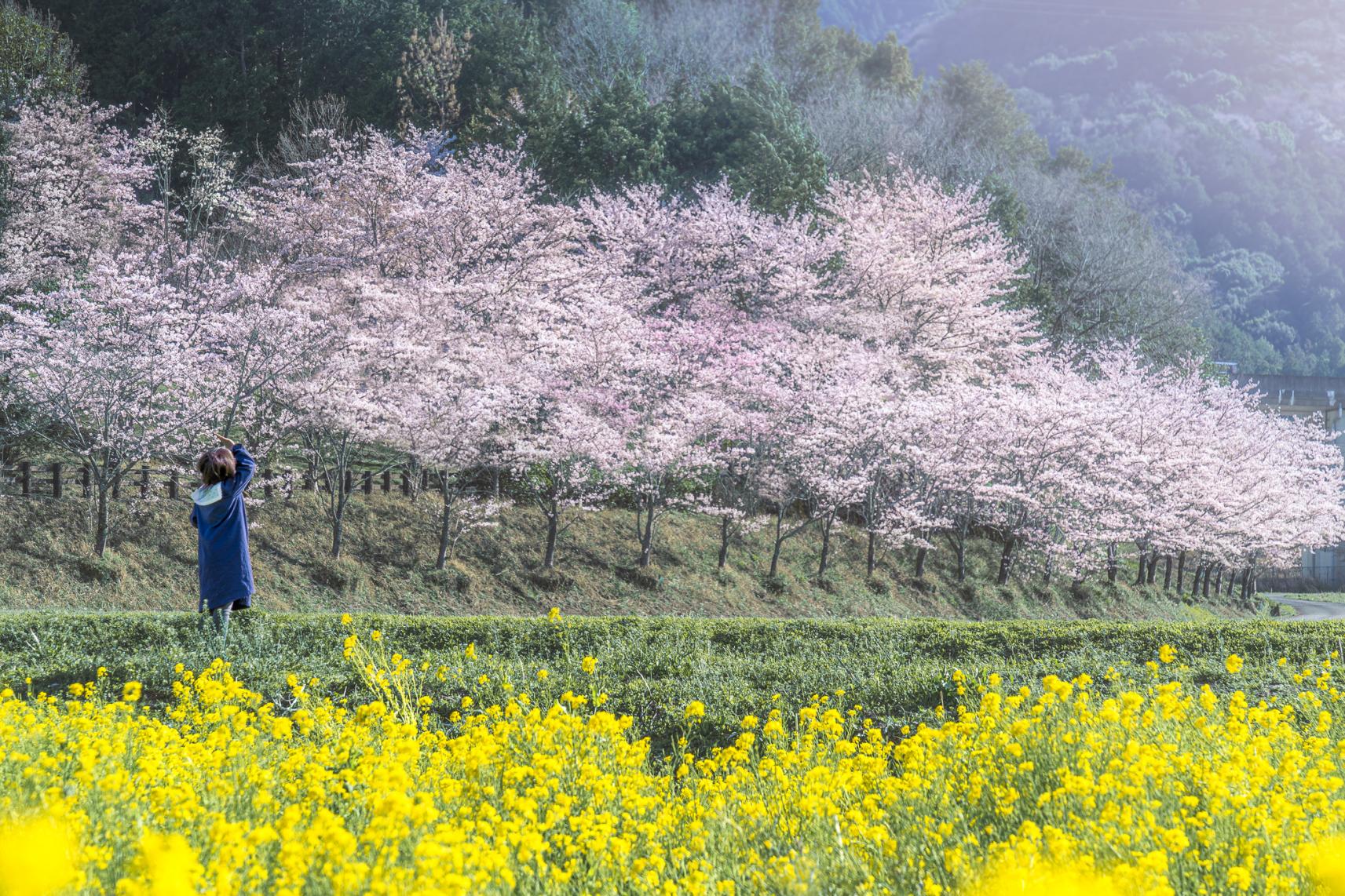 アスピア玉城の桜-0