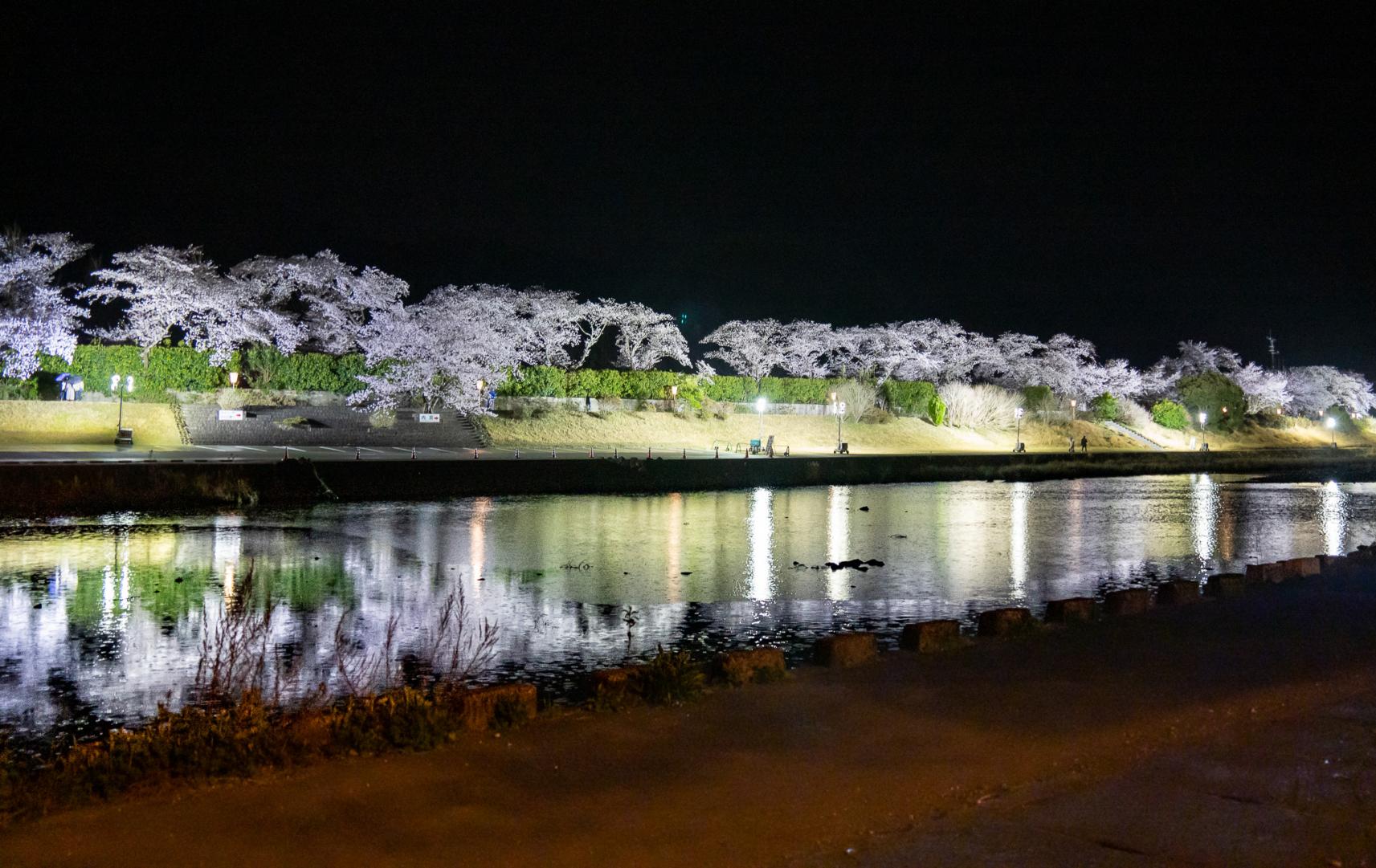 五十鈴川の桜-0