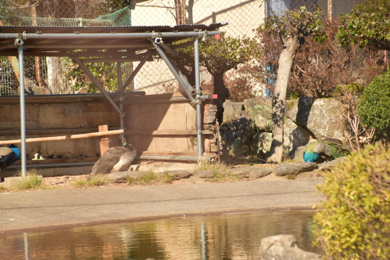 ガリバー公園－どうぶつひろば-3