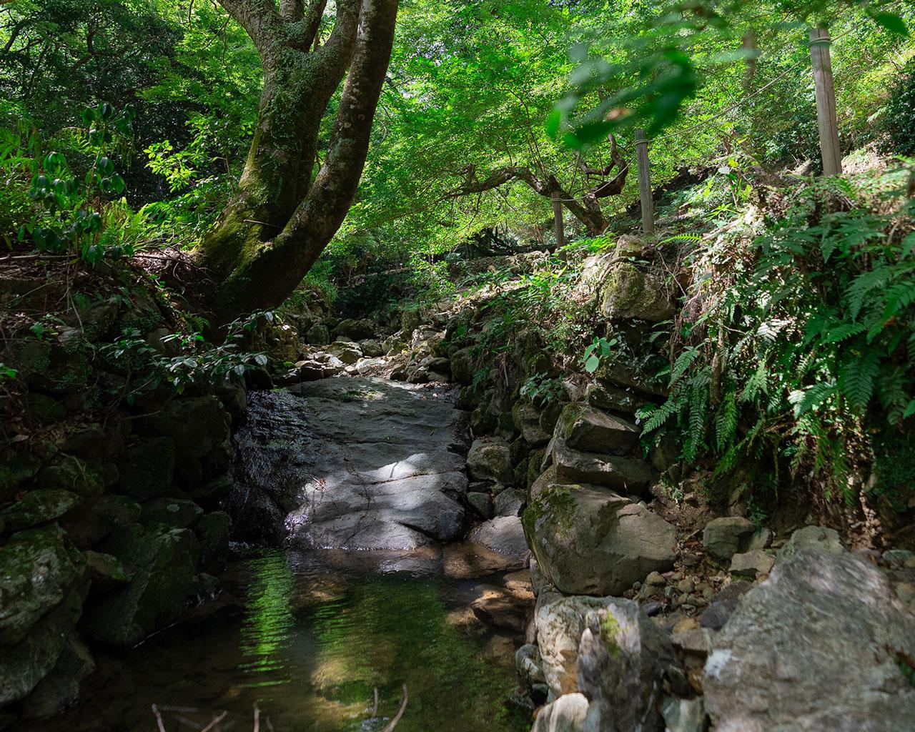 下の棚田サイト-3