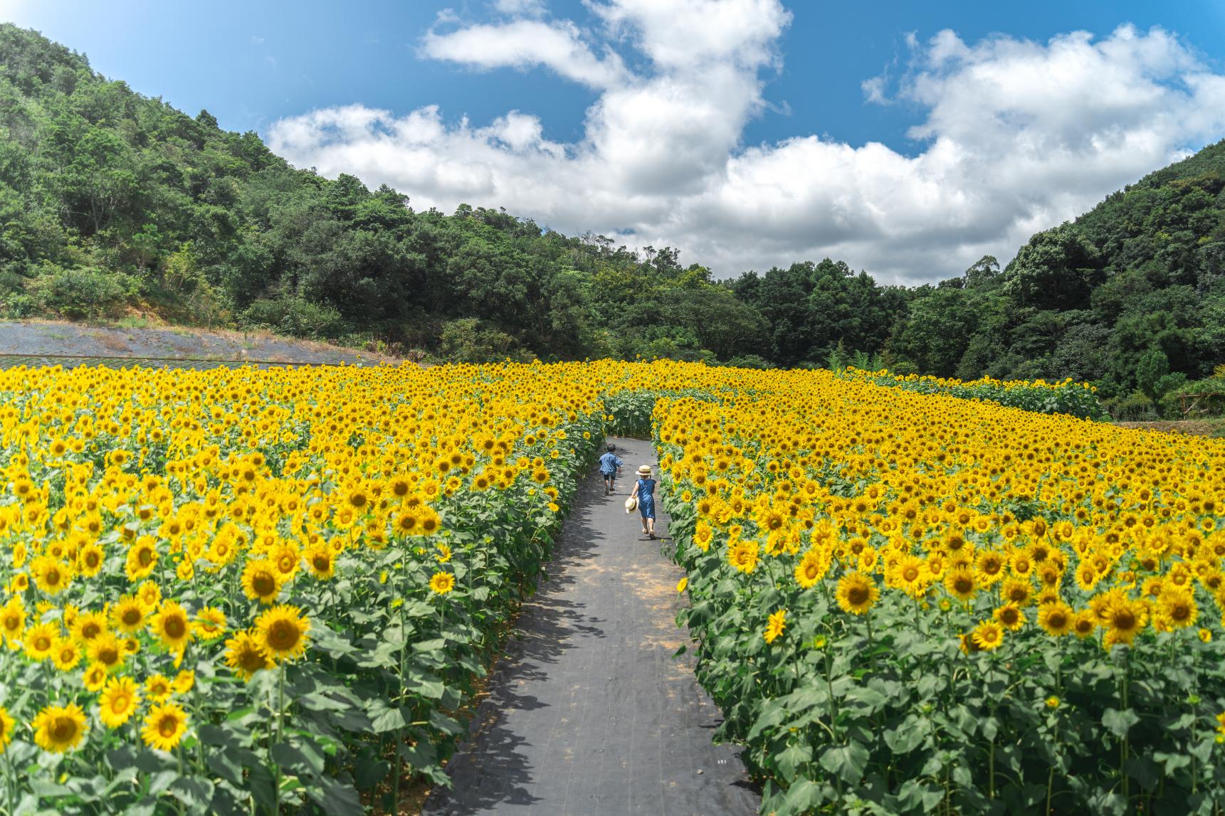 圧巻のひまわり畑広がる夏の志摩市観光農園-0