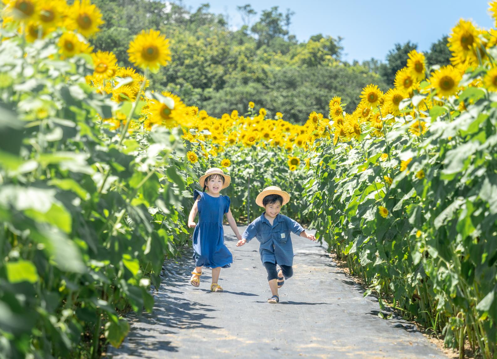 今年の夏は志摩市観光農園へ！-0