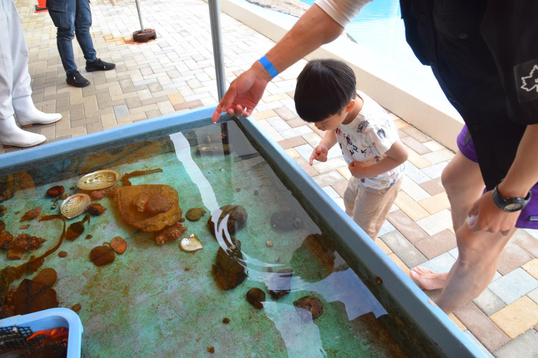 海の生き物と触れ合える”タッチング水槽”と”エサやり”-0