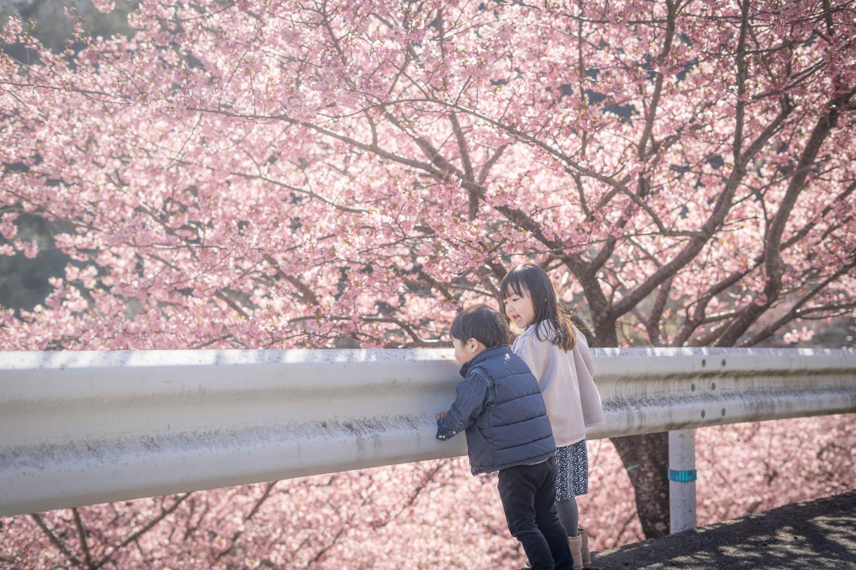 河村瑞賢公園の河津桜-0