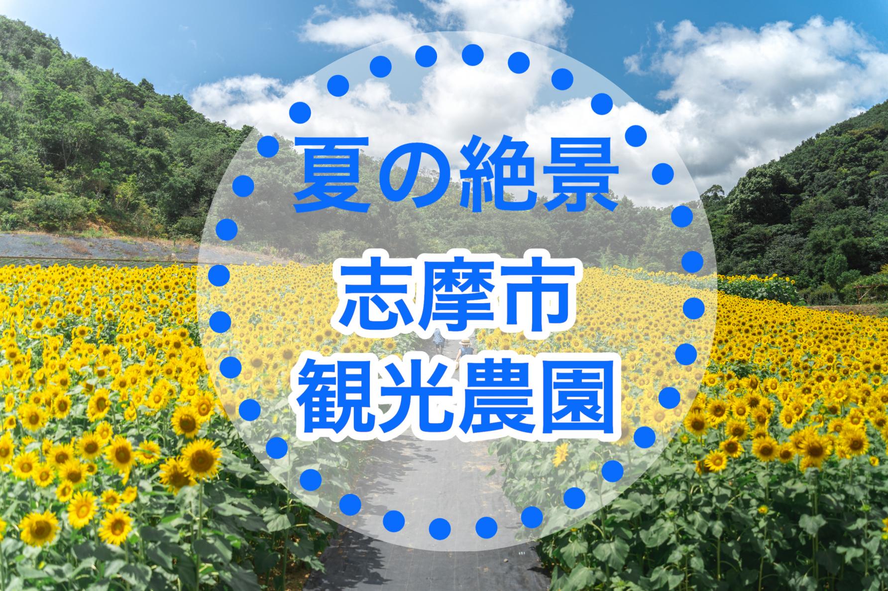 どこまでも広がる夏色の丘！志摩市観光農園のひまわり畑を徹底解説【2023年版】